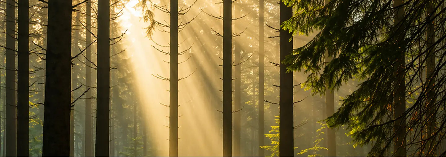 Sunlight filtering through a forest during a wellness workshop
